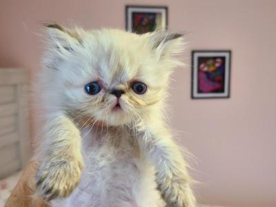 Marshmello - Persian - Gallery Photo #1