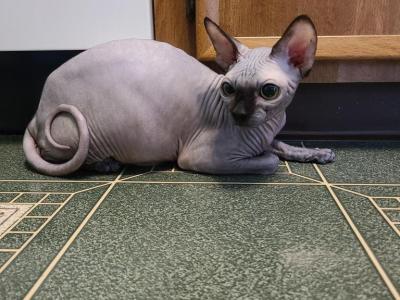 Sphynx Male - Sphynx - Gallery Photo #1