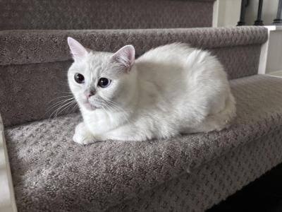 Cotton - British Shorthair - Gallery Photo #1