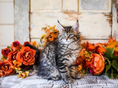 Sarah - Maine Coon - Gallery Photo #1
