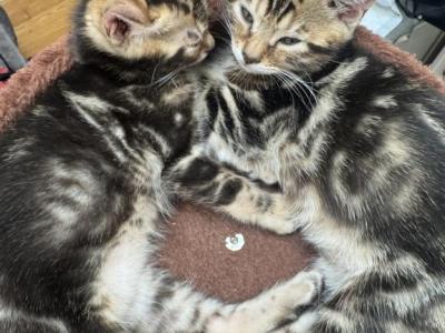 Aslan - Bengal - Gallery Photo #1