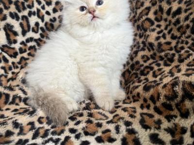 Chocolate Lynx Female - Ragdoll - Gallery Photo #1