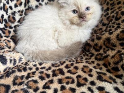 Chocolate Mink Male - Ragdoll - Gallery Photo #1