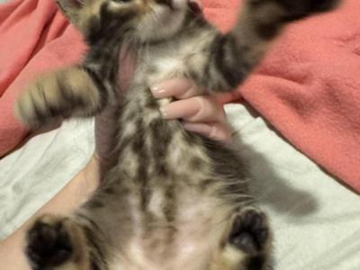 Freya - Bengal - Gallery Photo #1