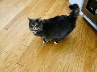 Luna - Maine Coon - Gallery Photo #1