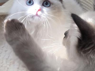 Beautiful Babies - Ragdoll - Gallery Photo #1