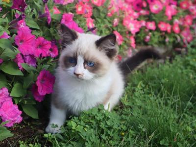 Davey - Ragdoll - Gallery Photo #1