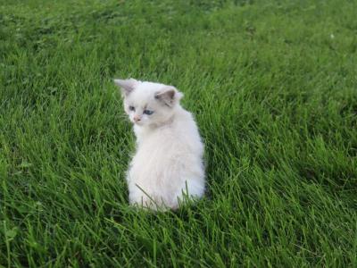 Lexi - Ragdoll - Gallery Photo #1