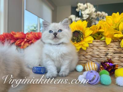 Kitten Light Purple - Siberian - Gallery Photo #1