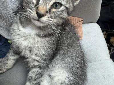 Romeo Silver Bengal Highlander - Bengal - Gallery Photo #1