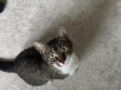 Musya - American Shorthair - Gallery Photo #1