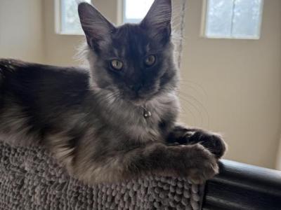 Harry Potter Litter - Maine Coon - Gallery Photo #1