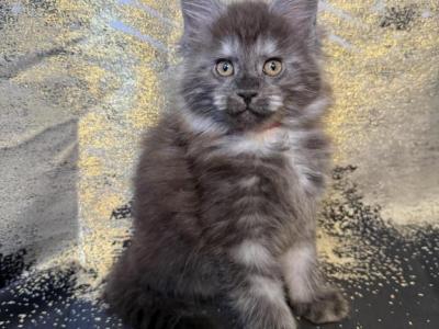 The Boudicca Bunch - Maine Coon - Gallery Photo #1