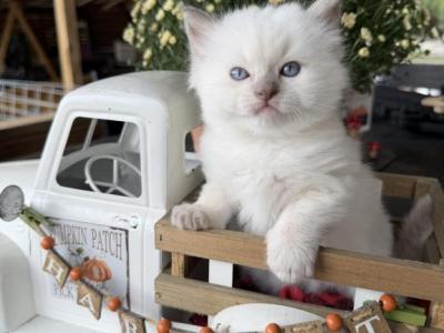 Muffin - Ragdoll - Gallery Photo #1