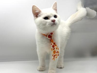 Litter Cc - Turkish Angora - Gallery Photo #1