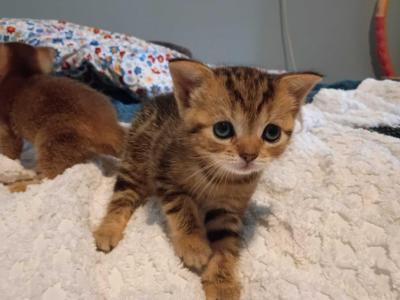 Abyssinian Mix  Kittens - Abyssinian - Gallery Photo #1