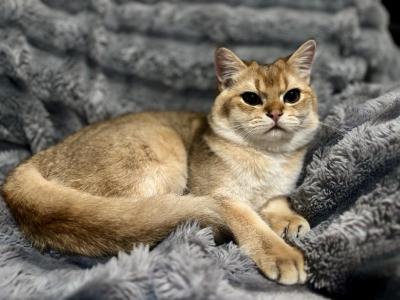 Simba And Kovo And Sarabi - Scottish Straight - Gallery Photo #1