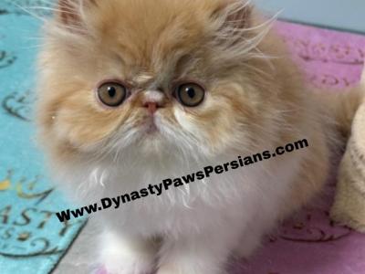 Tiger King Persian Boy - Persian - Gallery Photo #1