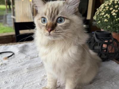 Clover - Ragdoll - Gallery Photo #1