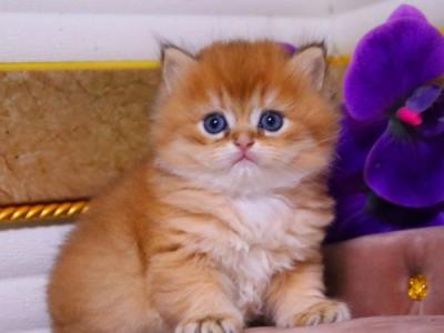 British Barneby - British Shorthair - Gallery Photo #1