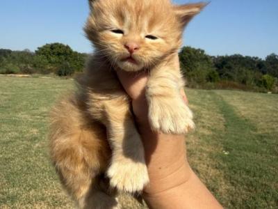 Garfield - Maine Coon - Gallery Photo #1