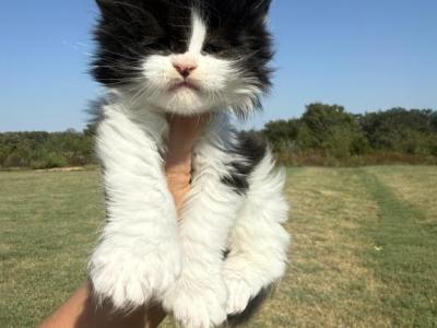 Ralph Polydactyl - Maine Coon - Gallery Photo #1