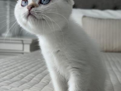Ella - Scottish Fold - Gallery Photo #1
