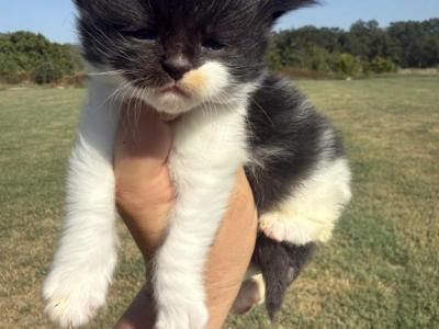 Mayleys - Maine Coon - Gallery Photo #1