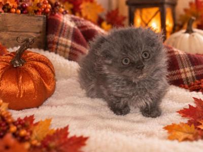 Edwin - Munchkin - Gallery Photo #1