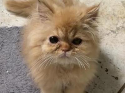 Dollface Persian - Persian - Gallery Photo #1