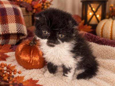 Ingrid - Scottish Fold - Gallery Photo #1