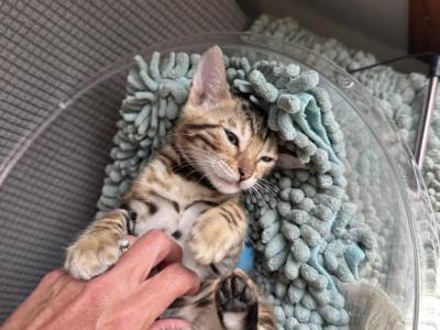 Brown & Snow Bengals - Bengal - Gallery Photo #1