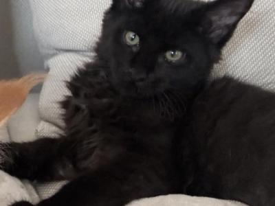 Bruno - Maine Coon - Gallery Photo #1