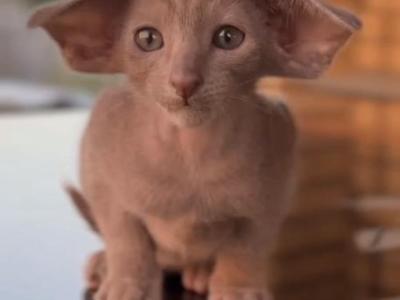 Oriental Shorthair - Oriental - Gallery Photo #1