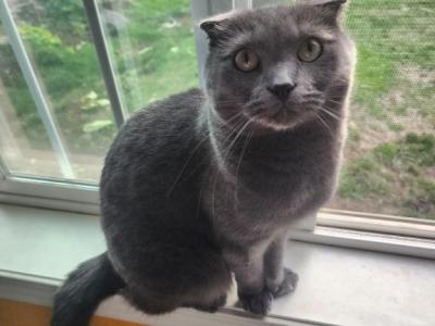 Duncan - Scottish Fold - Gallery Photo #1