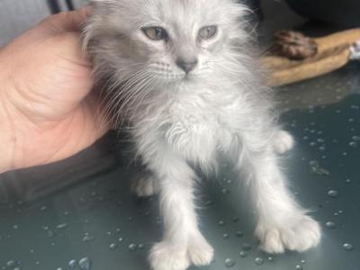 Seven Toes Sally - Maine Coon - Gallery Photo #1