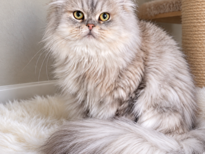 Boaz - Persian - Gallery Photo #1