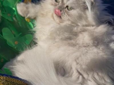 Fluffy Luxurious Coats Silver Shaded Chinchilla - Persian - Gallery Photo #1