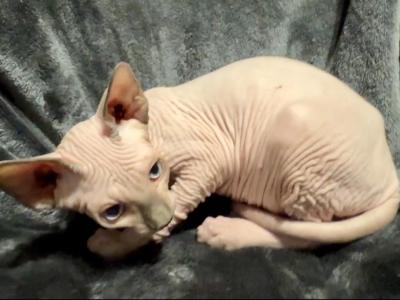 Blue Eyed Seal Point Pink Male - Sphynx - Gallery Photo #1