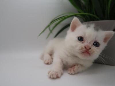 Spot - Minuet - Gallery Photo #1