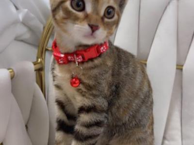 Kittens Ready For New Homes - American Shorthair - Gallery Photo #1