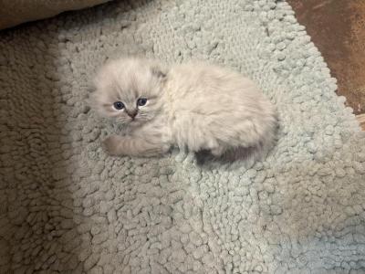 Mochi - Scottish Fold - Gallery Photo #1