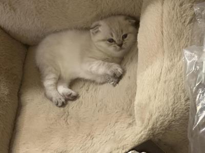Chitlin - Scottish Fold - Gallery Photo #1