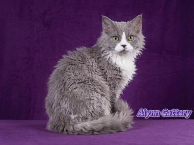 Blue White - Selkirk Rex - Gallery Photo #1