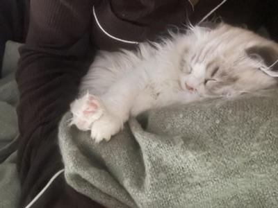 Yuji - Persian - Gallery Photo #1