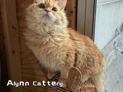 Red Silver Girl - Selkirk Rex - Gallery Photo #1