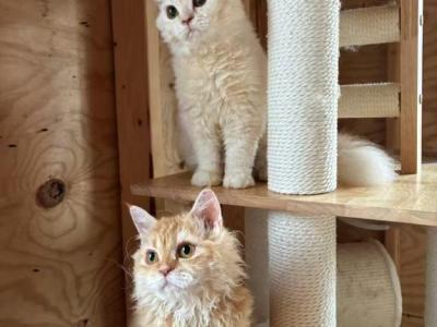Cream Silver Girl - Selkirk Rex - Gallery Photo #1