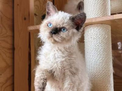Chocolate Point Boy - Selkirk Rex - Gallery Photo #1