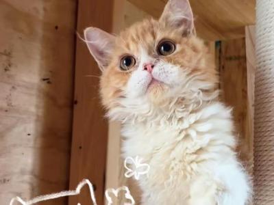 Red White Boy - Selkirk Rex - Gallery Photo #1