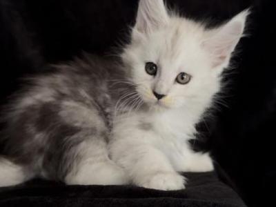 Boy - Maine Coon - Gallery Photo #1